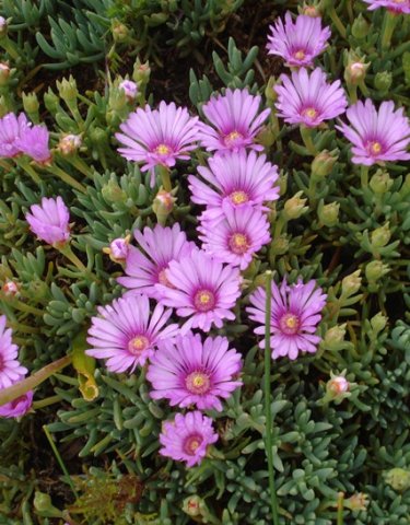 Lampranthus sociorum